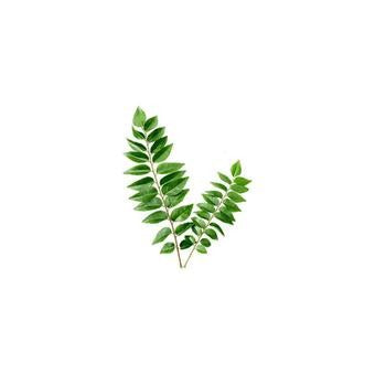 Curry Leaves (small) 1pkt